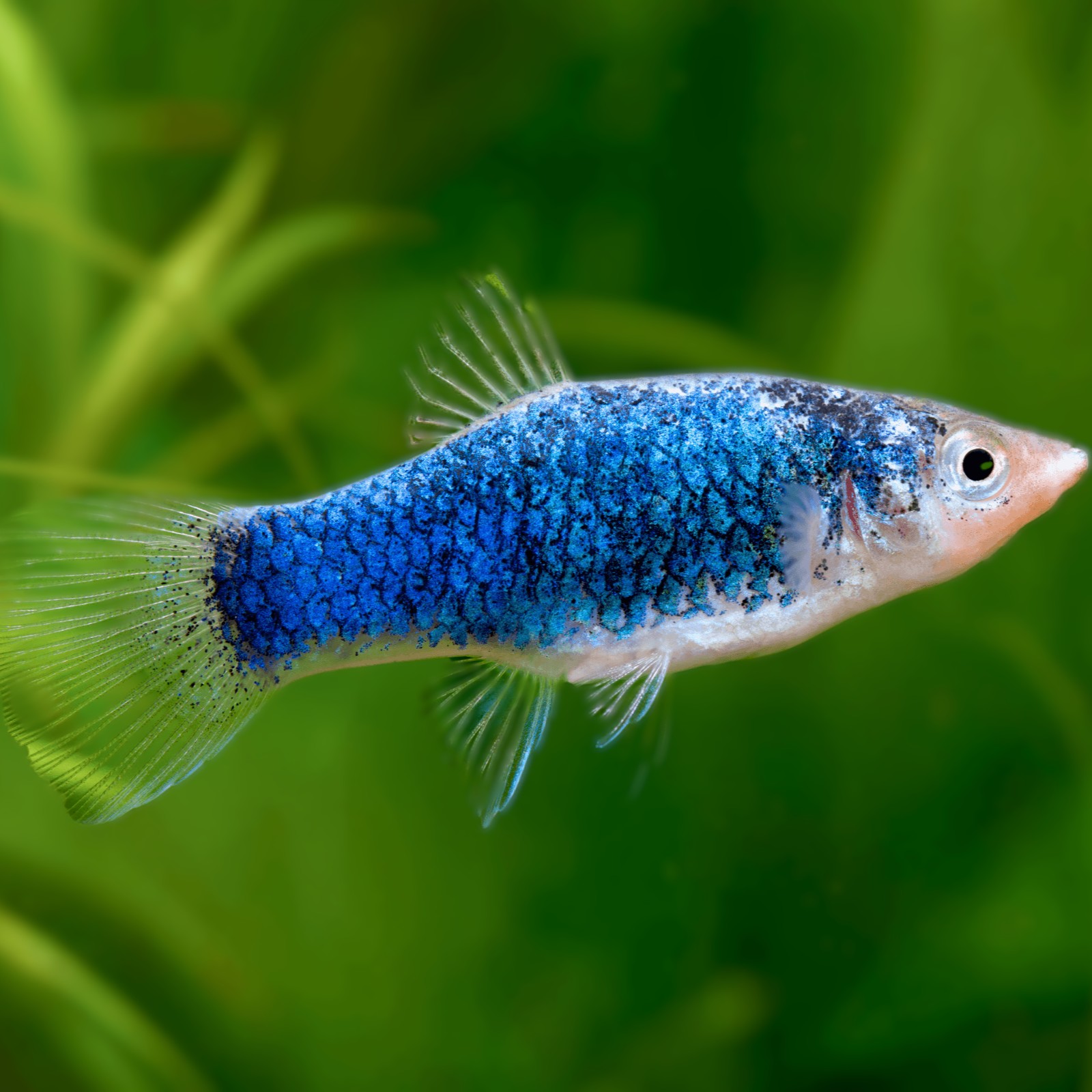 Xiph.maculatus   Platy blauw tuxedo  M